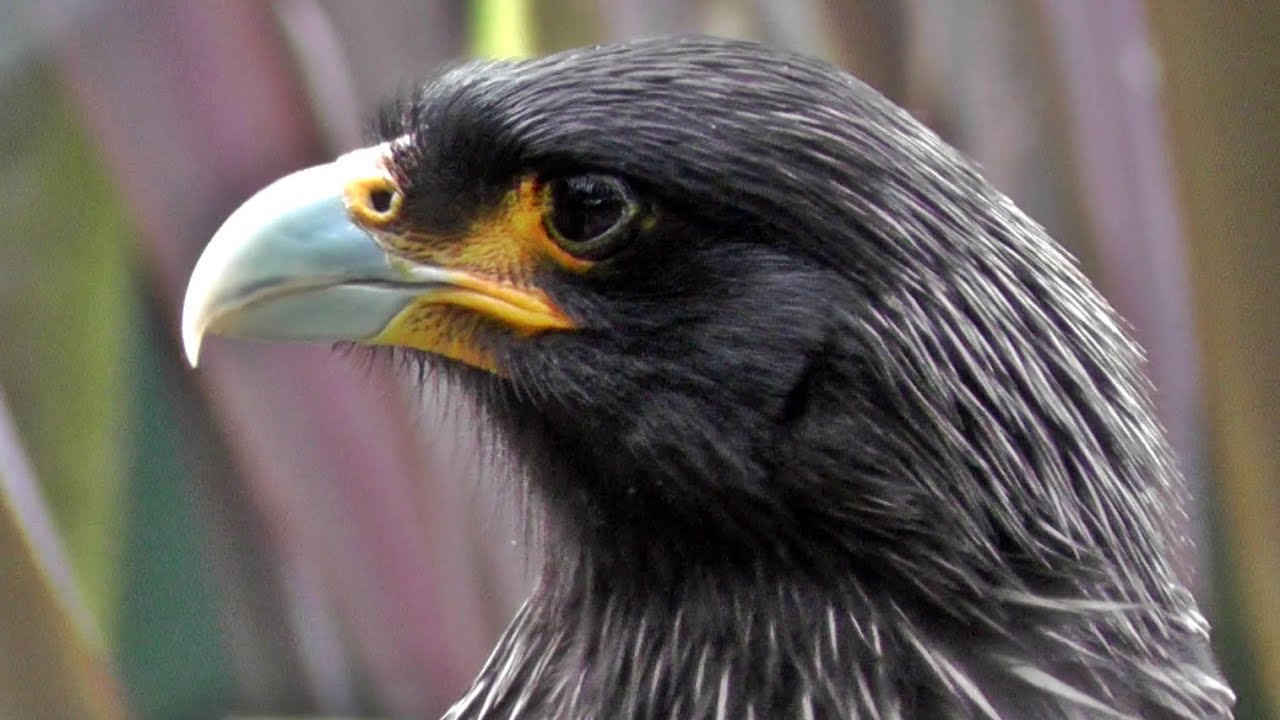 Striated Caracara - Johnny Rook