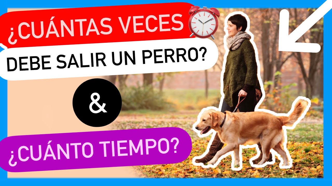 &iquest;CU&Aacute;L es el MOMENTO PERFECTO ✅ para SACAR a tu PERRO? - [NO TE ESPERABAS ALGO AS&Iacute; 🤯]