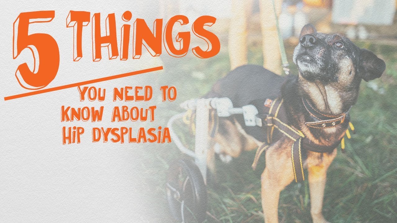 5 Things You Need to Know About Hip Dysplasia -- Cone of Shame with Dr. Andy Roark
