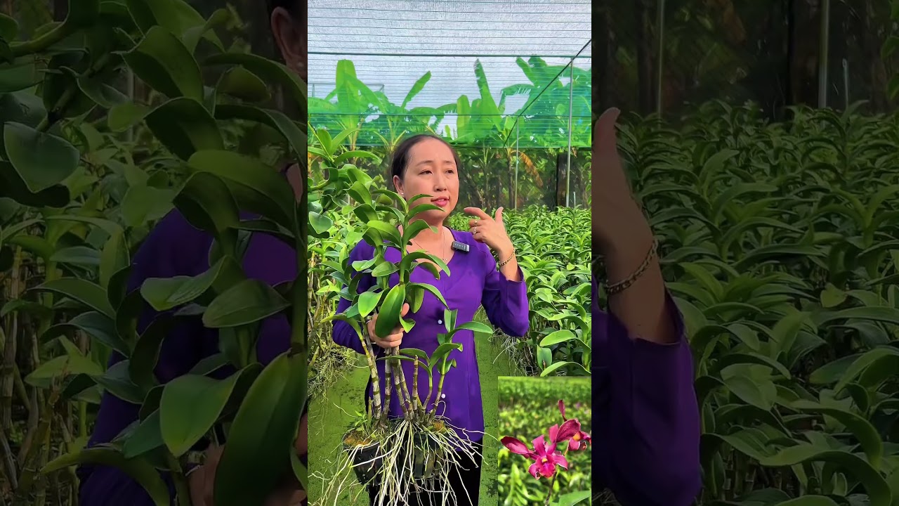 CẠN LỜI VỚI C&Aacute;CH B&Aacute;N LAN KIỂU N&Agrave;Y !