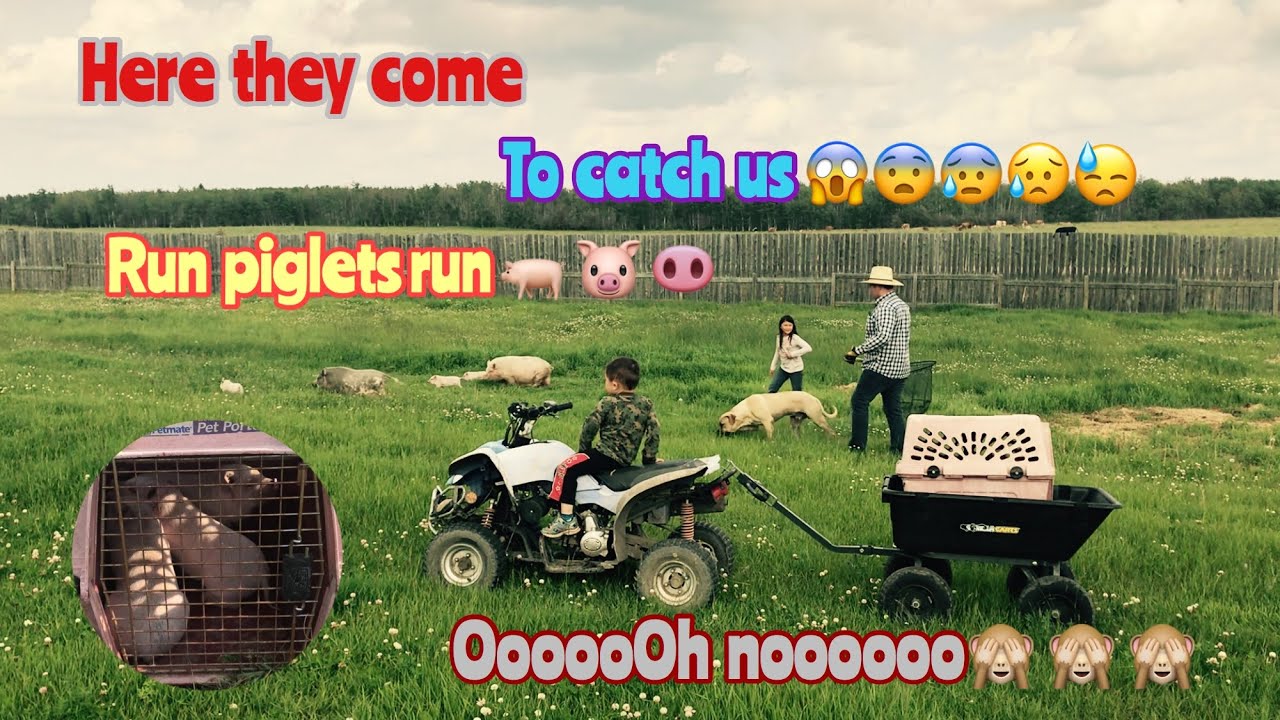 Catching some miniature piglets/showing some cute little bunnies