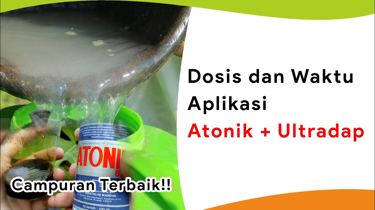 ZPT Atonik Campur Ultradap, Dosis dan Waktu Aplikasi