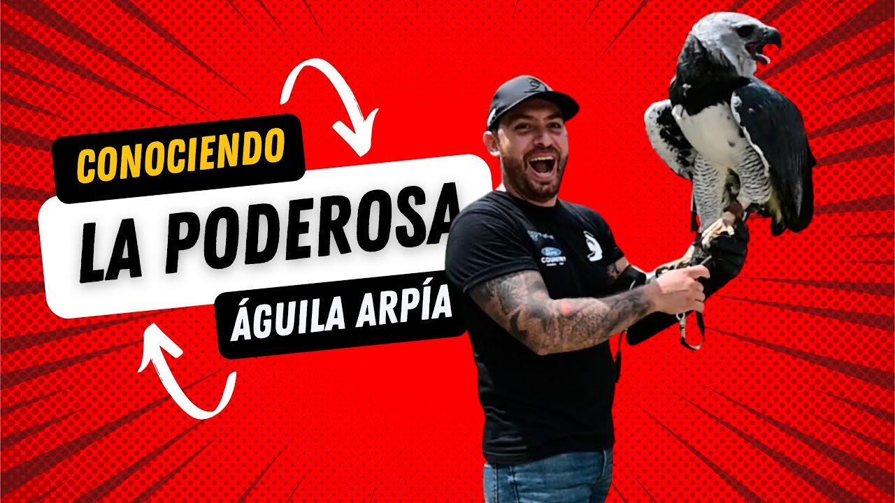 El Águila mas poderosa de mundo, en World Bird Sanctuary (Santuario Mundial de las Aves)