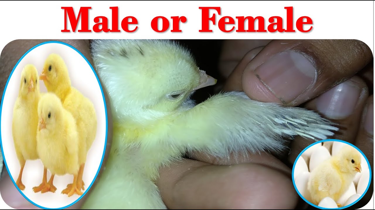 How to identify male and female chick