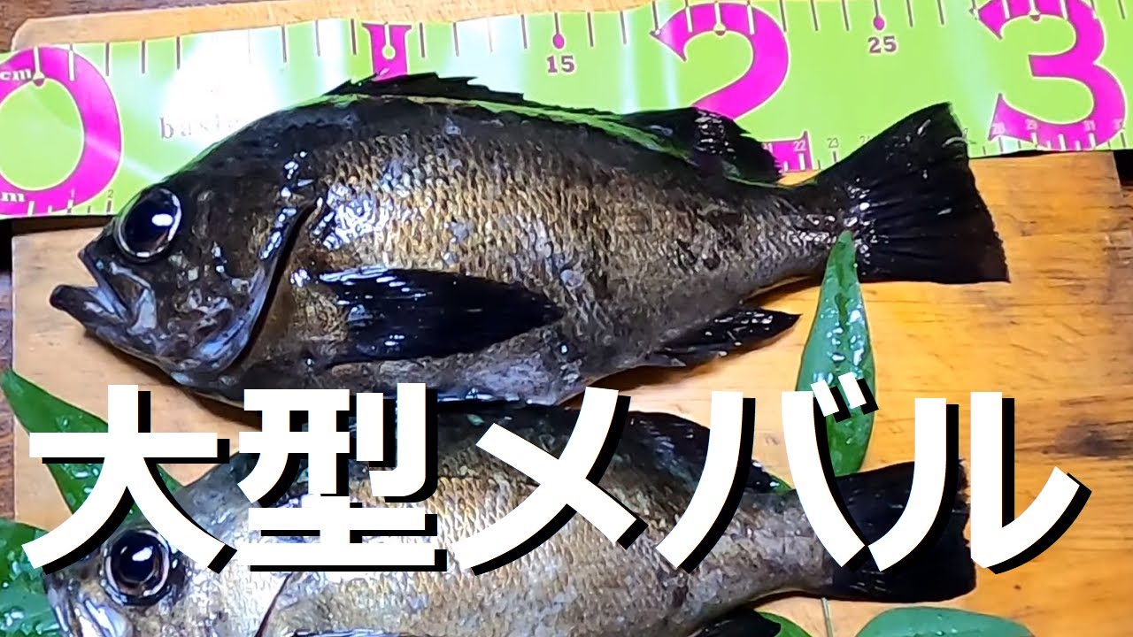 🔰初心者でも大型メバルが釣れる！サバ皮サビキでメバル狙いを徹底解説！