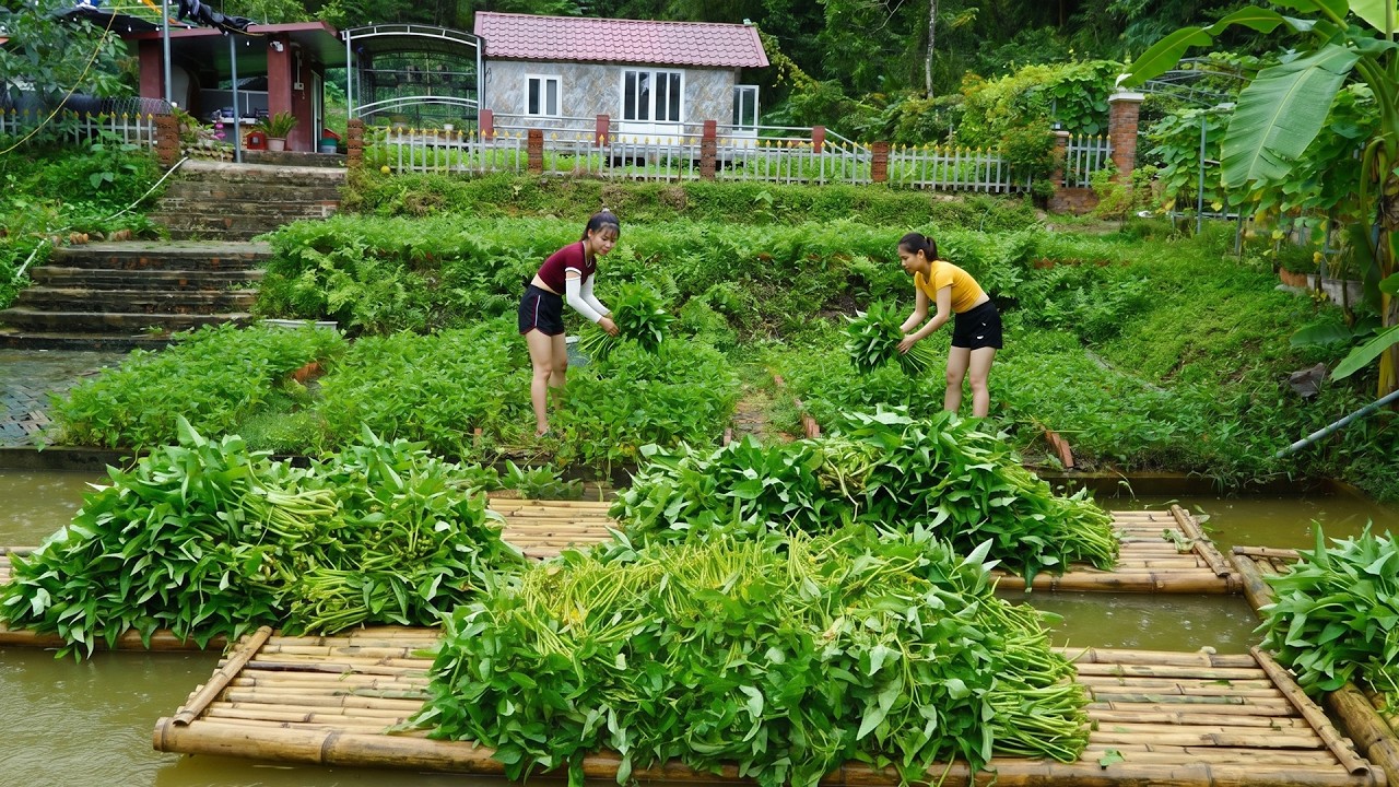 Harvested A Lot Of Water Spinach from Ly Phuc Vy's Vegetable Garden Go To Sell At Village Market