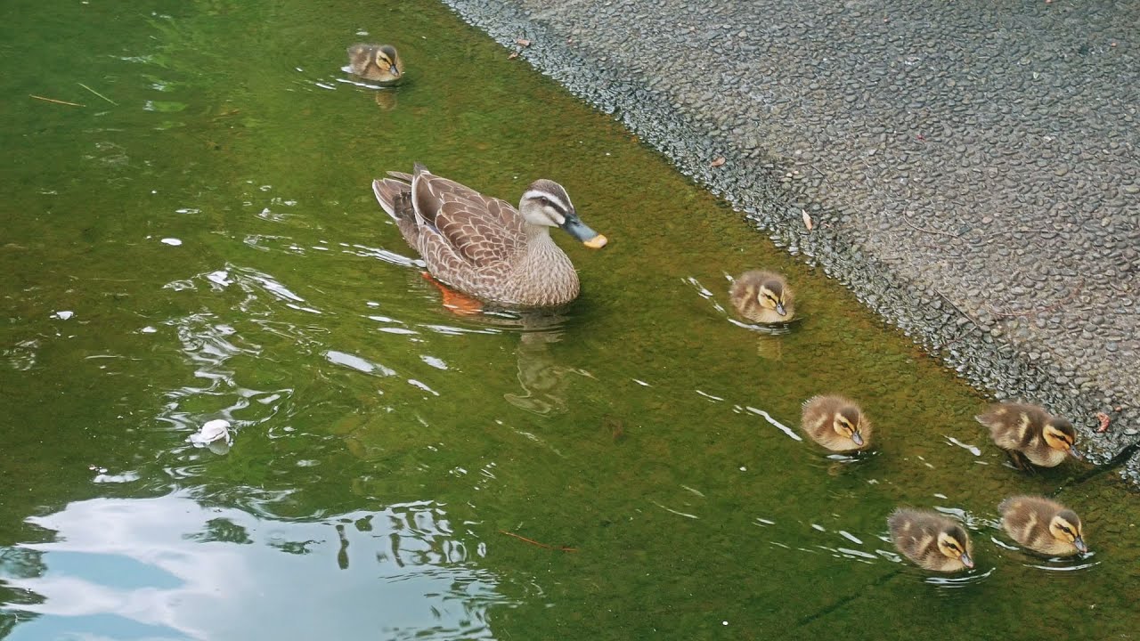 【カルガモの親子 (相模原北公園)】 神奈川県 相模原市 June 20. 2025 Spot bill duck