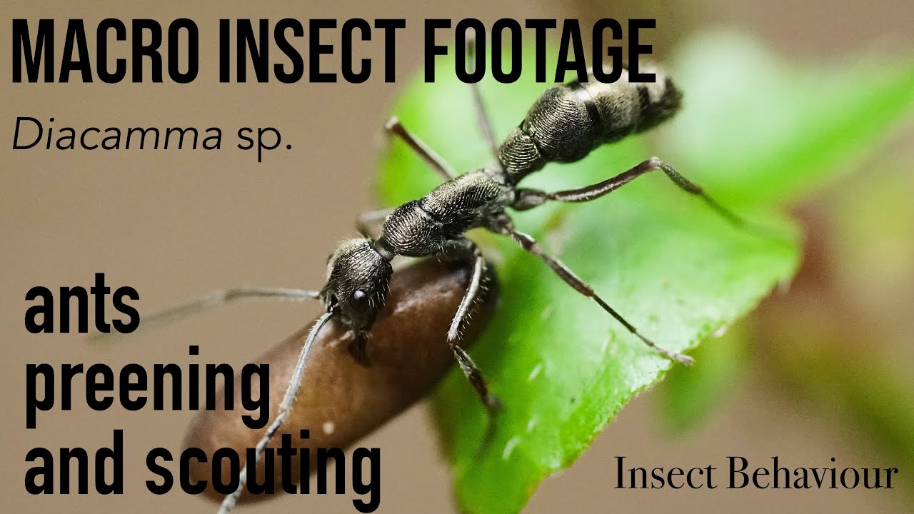 Macro footage of LARGE tropical ants preening and scouting (Diacamma sp.) | Insect Behaviour