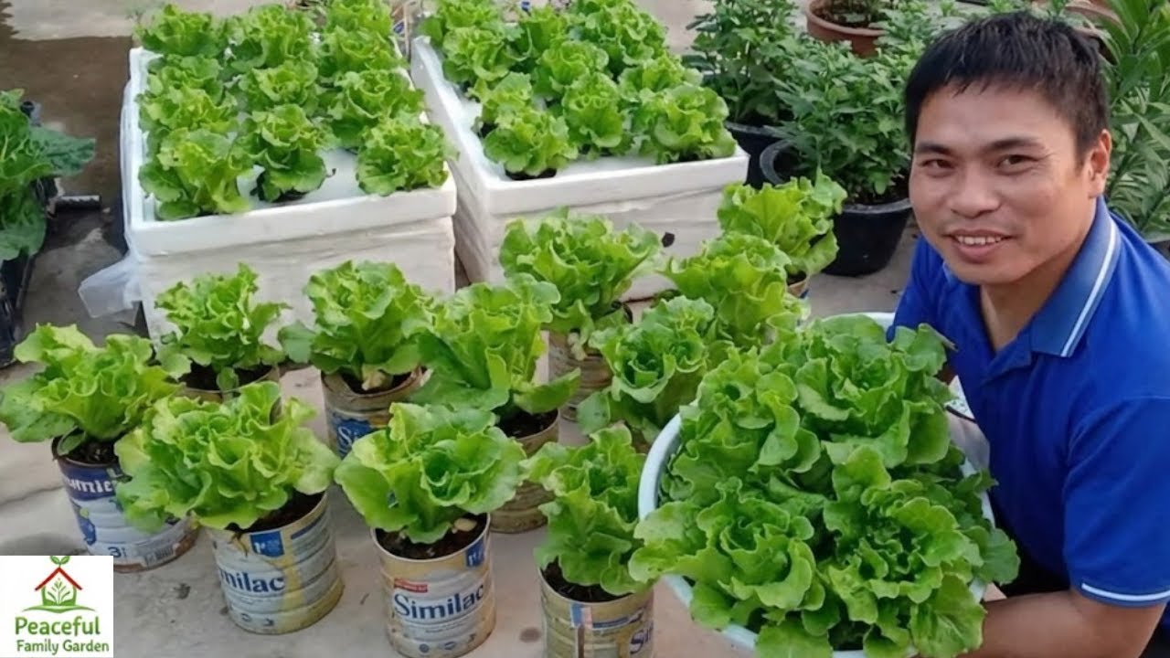 Grow Lettuce Using Recycled Milk Cartons| Easy & Eco-Friendly Gardening at Home