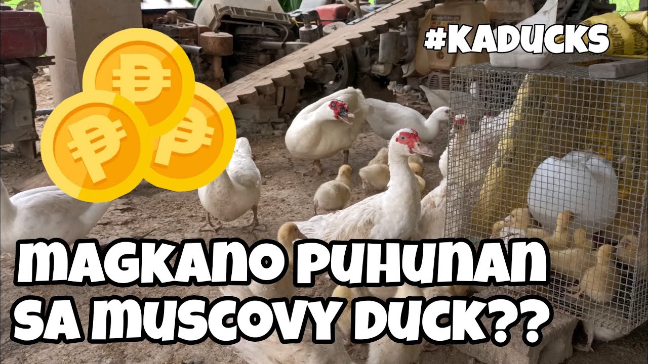 EP108 - MUSCOVY DUCK BUSINESS, MAGKANO PUHUNAN SA BIBE #Kaducks