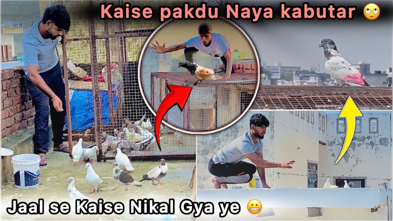 Naya Kabutar Jaal Se Bhag Gya 😳 || Try to catch New pigeon 🕊️ || Kaise pakdu 🙄