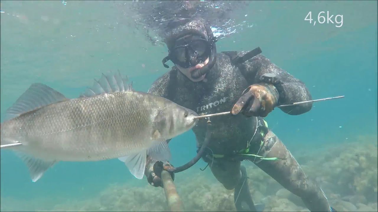 sea bass (λαβρακια). 4,6- 4,7- 5,9- 6 kg