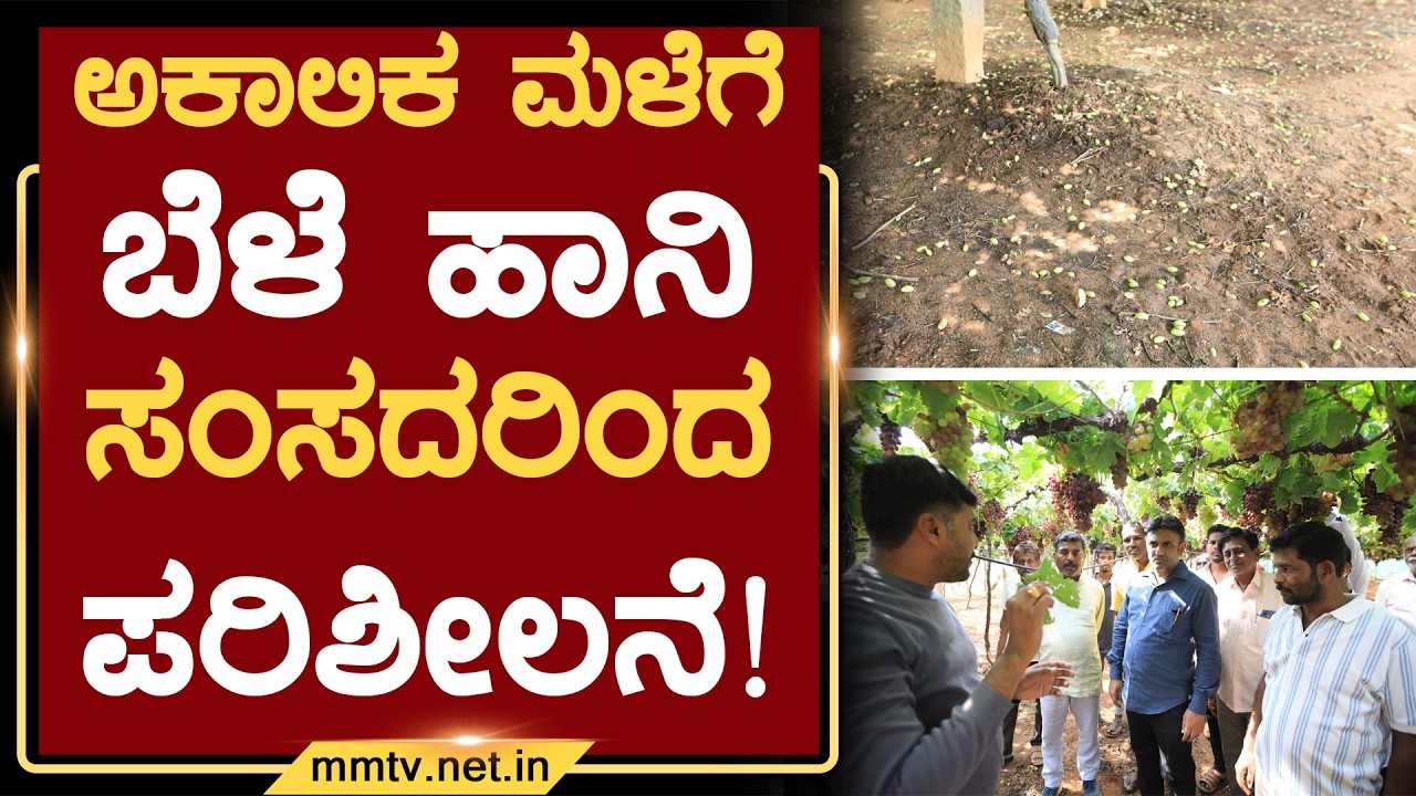 ಅಕಾಲಿಕ ಮಳೆಗೆ ಬೆಳೆ ಹಾನಿ&ndash;ಸಂಸದರಿಂದ ಪರಿಶೀಲನೆ ! | ಚಿಕ್ಕಬಳ್ಳಾಪುರ @MMTV-News 03-04-2026
