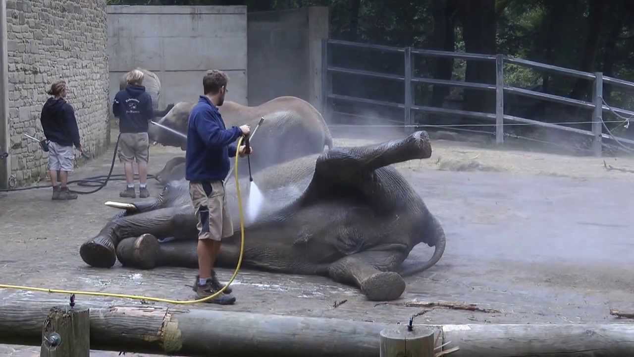 ELEFANTENDUSCHTAG bei  gross und klein   ZOO WUPPERTAL