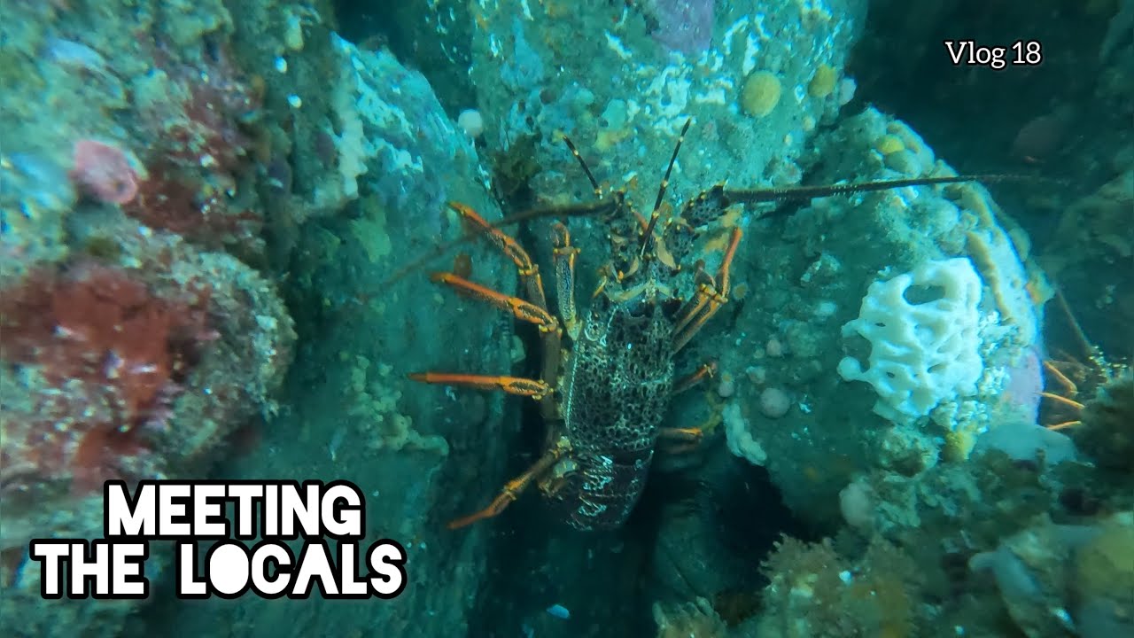 Sea Creatures around every corner. Seafood Catch and Cook 