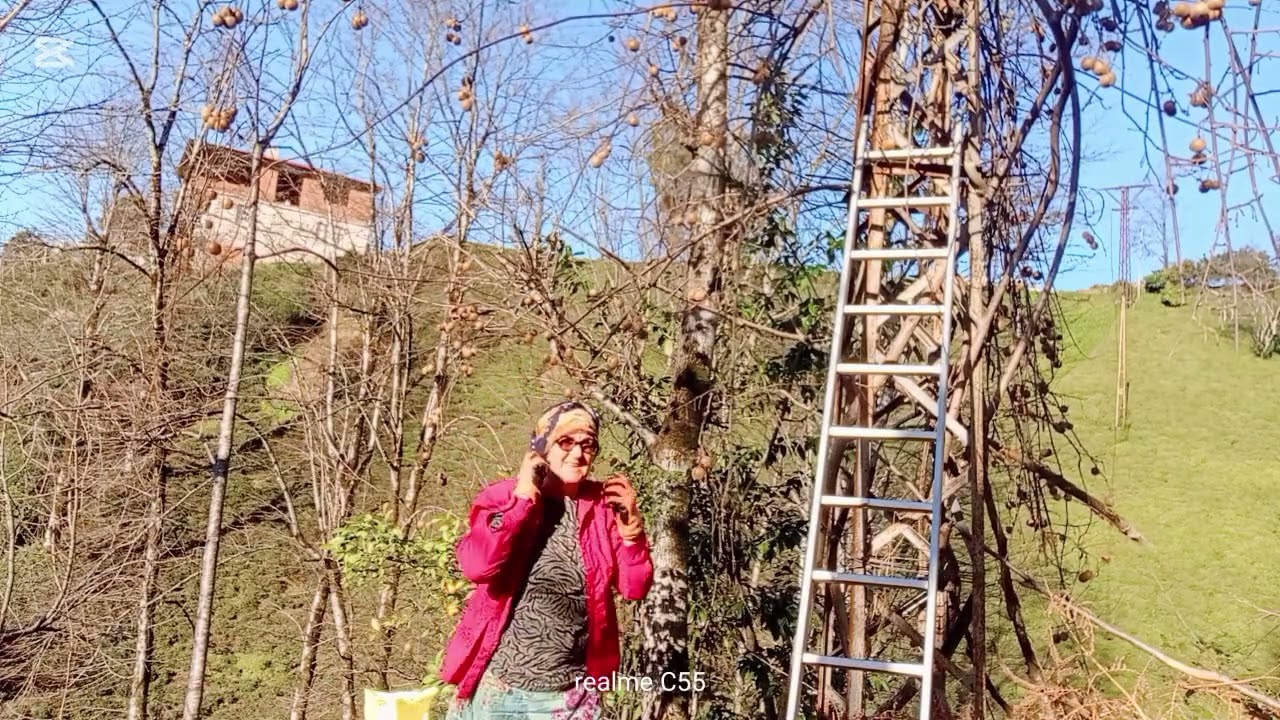 Bugün köye çıktım sitres attım hava mis gibi sıcak kivi topladım lahana kırdım kuzenime yolladım 