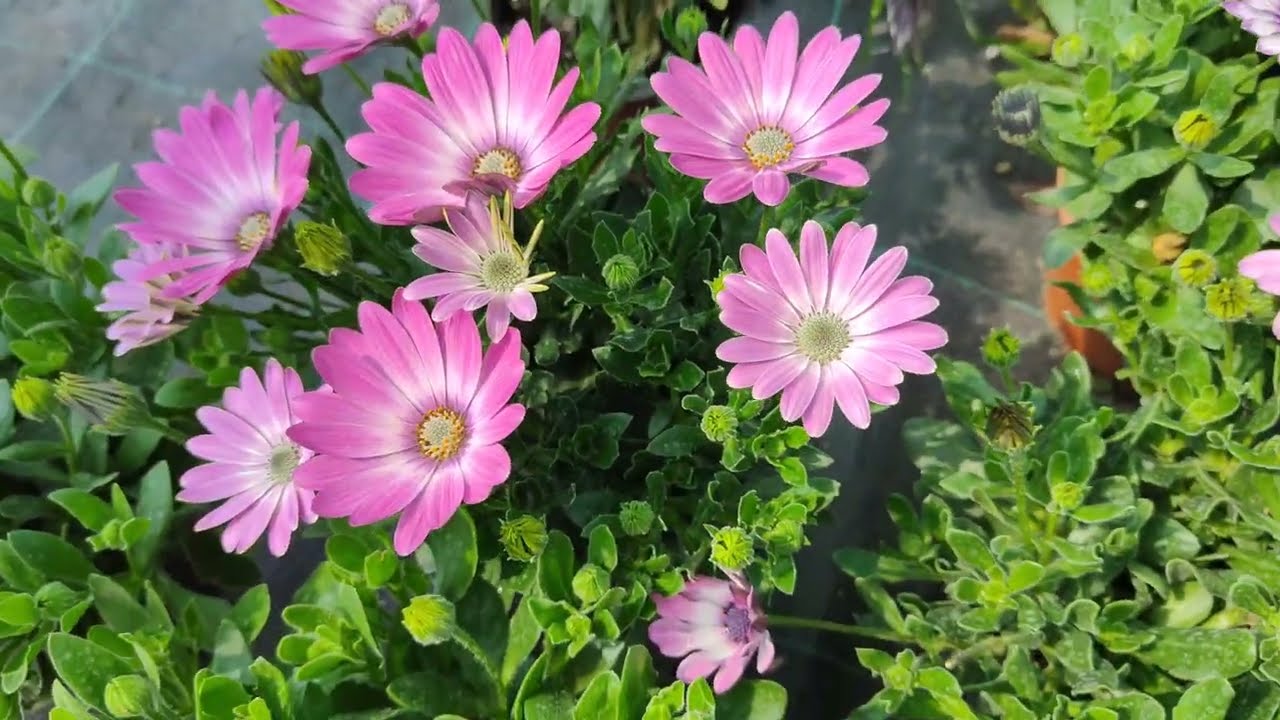 Görsel Şölen !!! 🤩🤩 Bir Sera Gezisi... Muhteşem Çiçekler 😍😍🥰😍