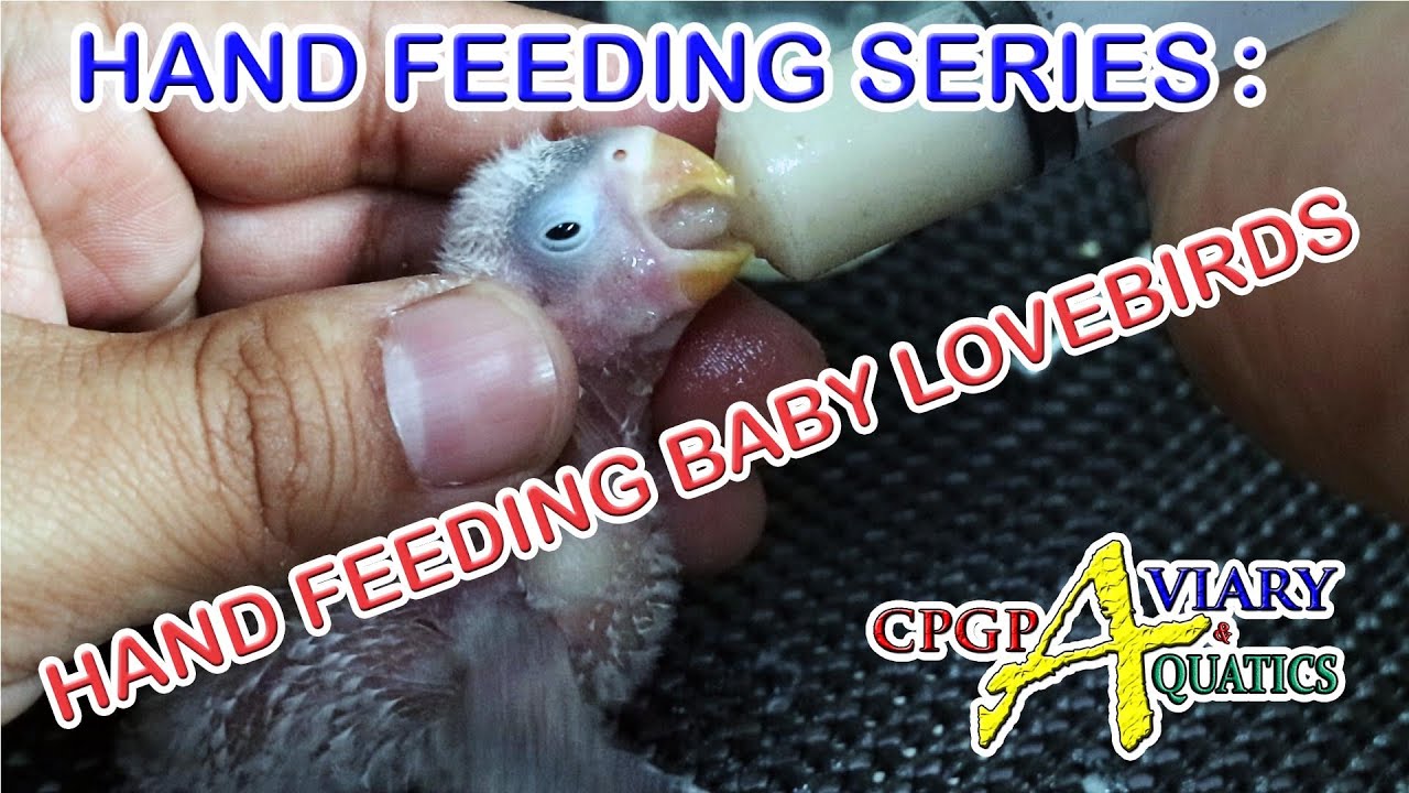 HAND FEEDING SERIES : HAND FEEDING BABY LOVEBIRDS
