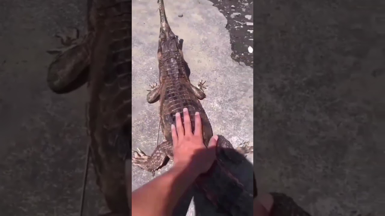 DANGER ☠️ | GOOD NIGHT MEME | FUNNIEST MEME #funny #shorts #funnyvideo #memes #fun #tiktok
