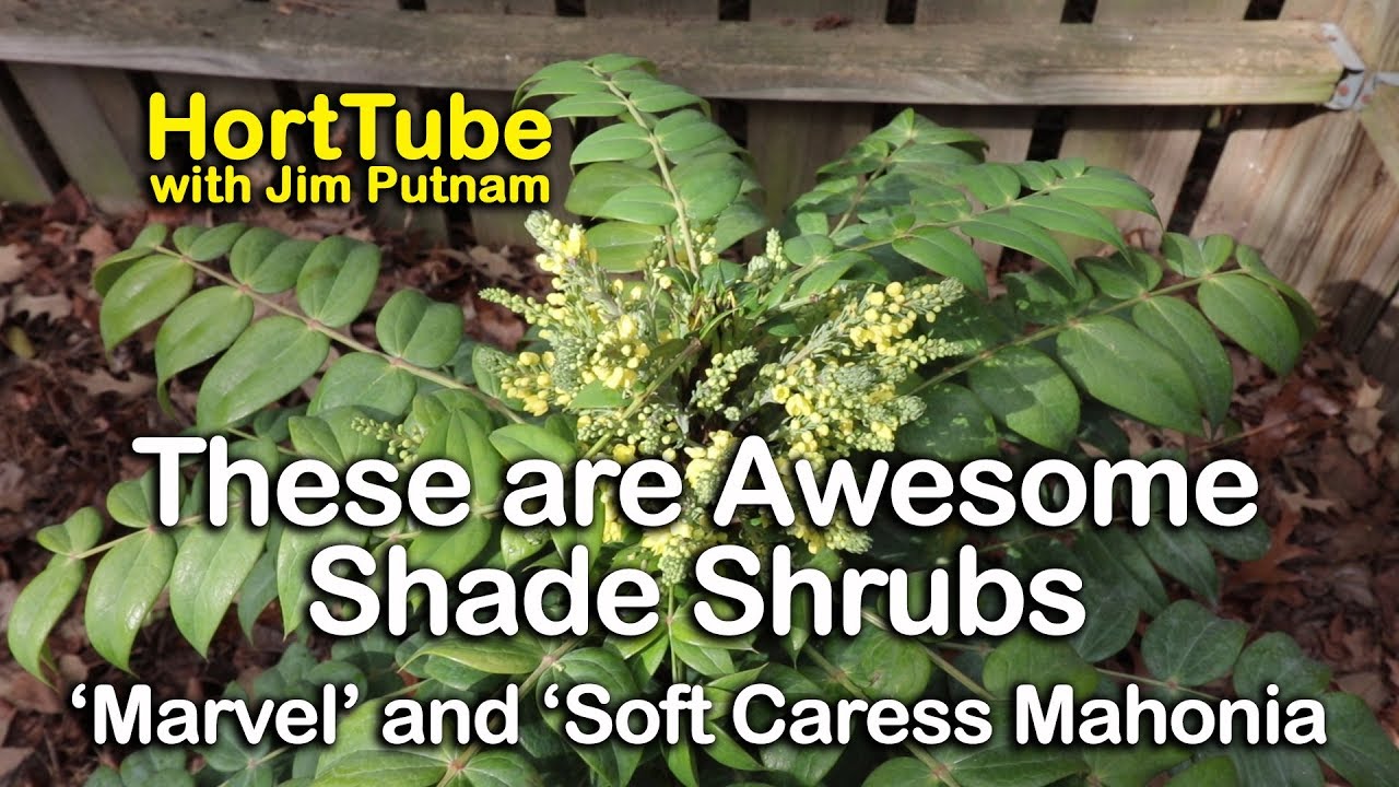 These are Awesome Shade Shrubs - Marvel and Soft Caress Mahonia