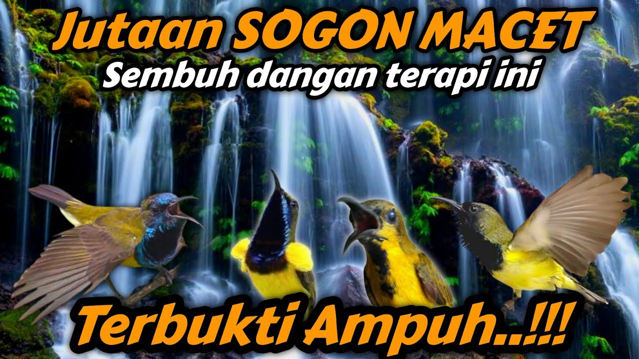 TERAPI SOGON MACET PALING AMPUH‼️Buktikan saja