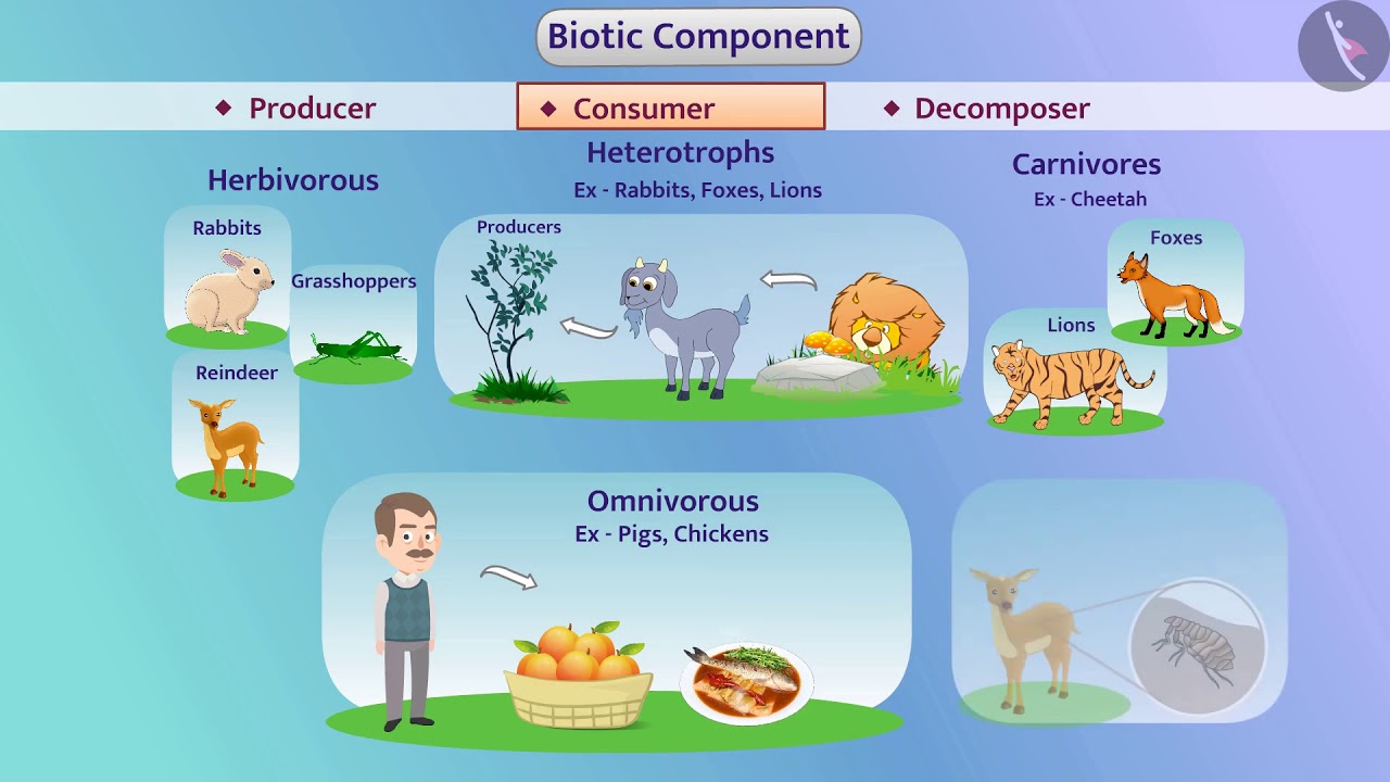 Components of the ecosystem | Part 1/1 | English | Class 10