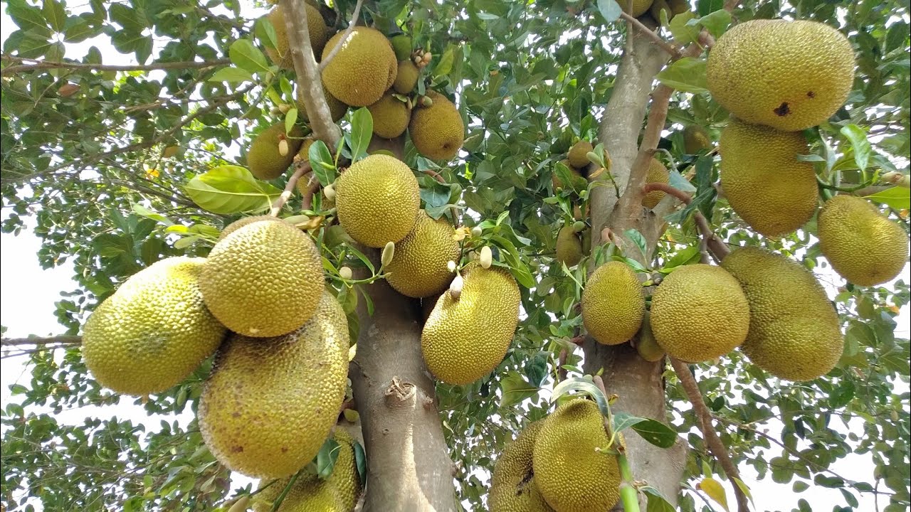 Jackfruit in Cambodia