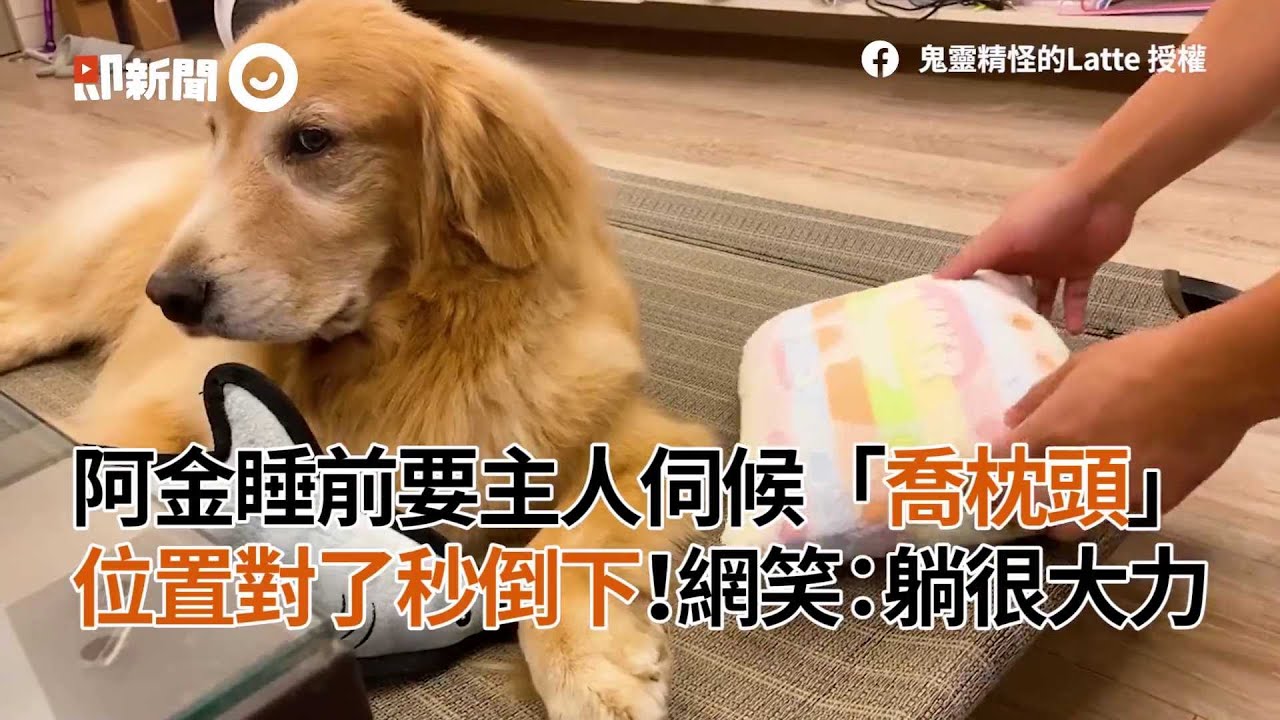 主人伺候阿金睡覺　枕頭位置對了！秒「大力倒下」｜寵物狗｜黃金獵犬｜精華影片