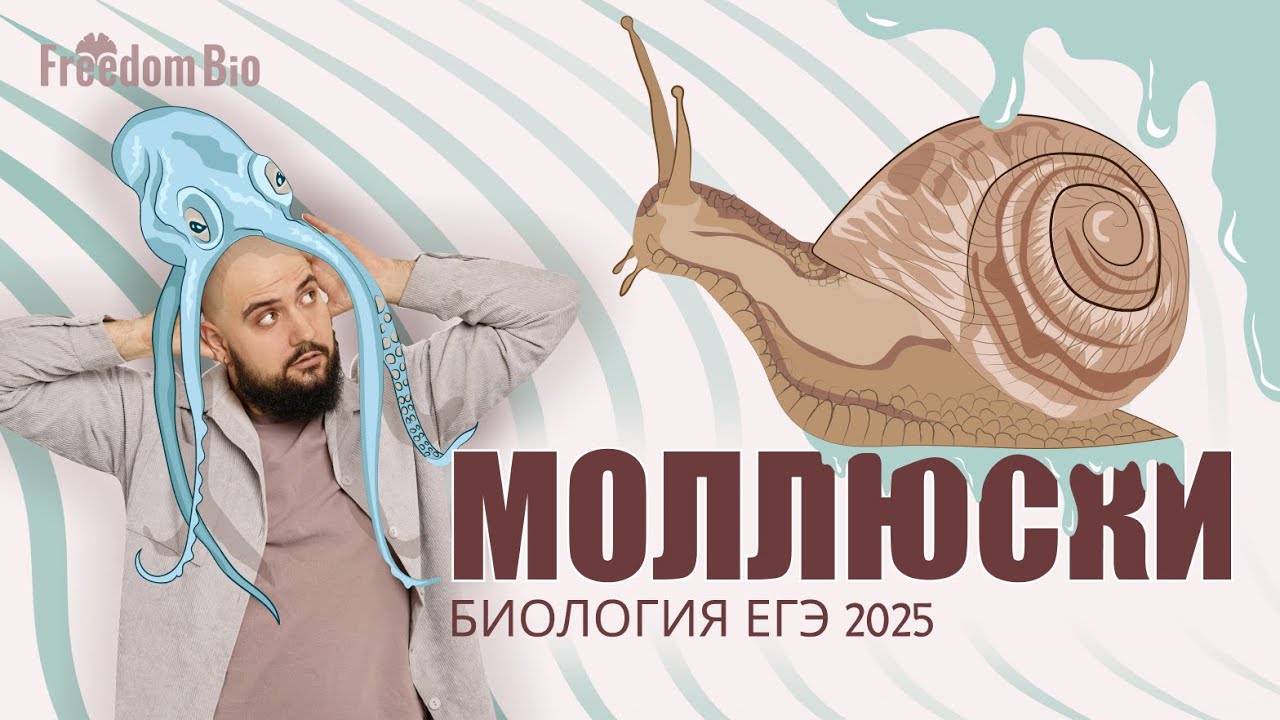 МОЛЛЮСКИ для ЕГЭ ПО БИОЛОГИИ |Зоология| ЕГЭ БИОЛОГИЯ 2025|Freedom|