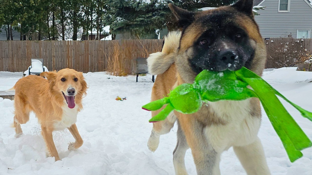 American Akita Duncan and Jessie Best Friends Playing in the Snow ❄️