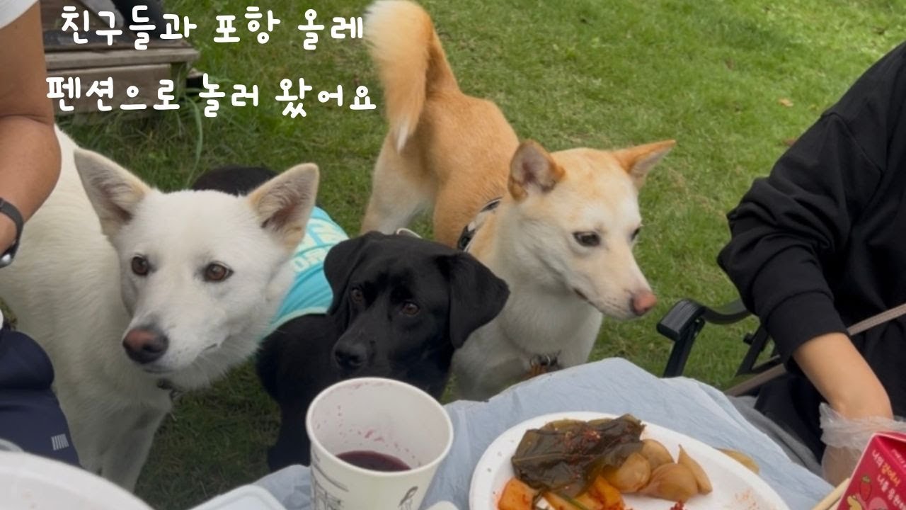 강아지와 떠난 포항 올레펜션 여행  조용한 1박2일 힐링 타임