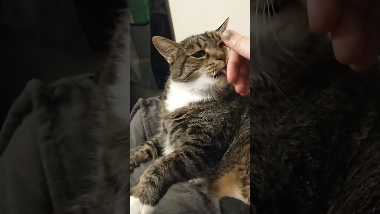groom the human 