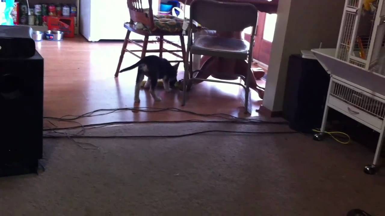Shelby Dog Playing Fetch - German Shepard Puppy, Xbox 360