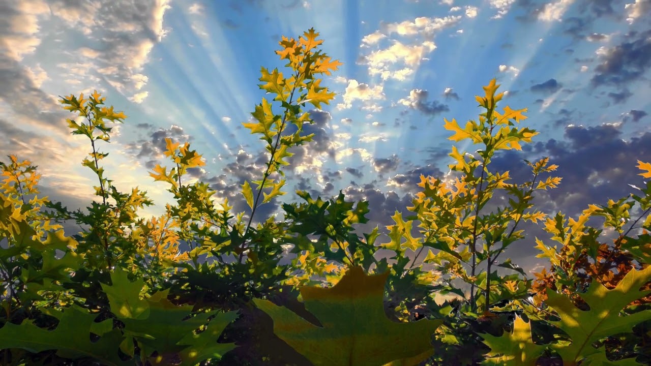 Imam Abu Hanifa’s Business Principles | Halal Income, Honesty & Islamic  Ethics | SM Abdi Islamic