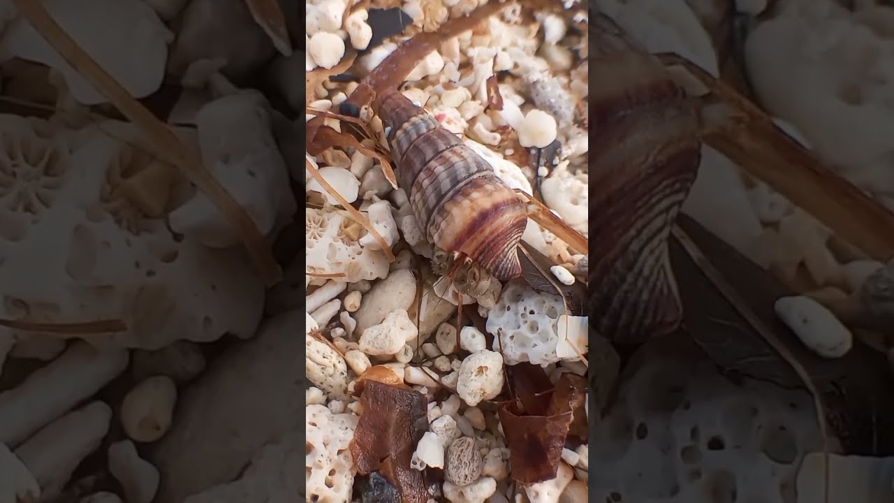 Smart Crayfish Camouflage. Philippines Paradise Beach. @Coconutnomad