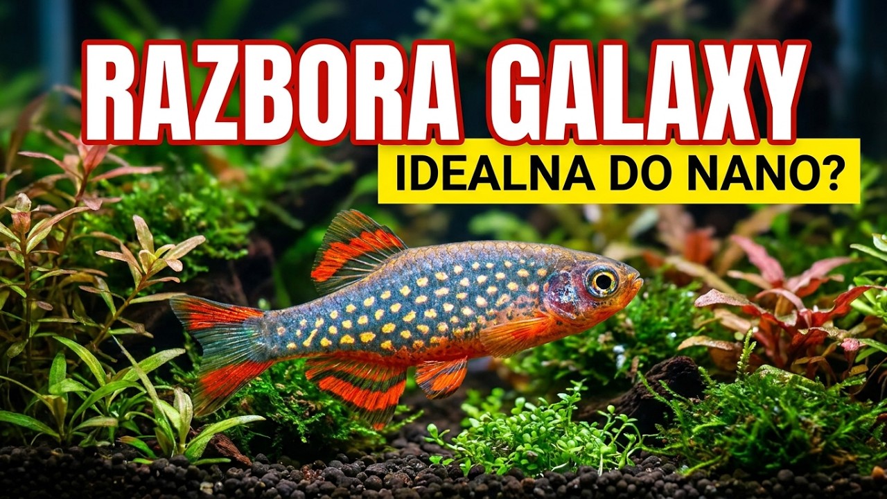 RAZBORA GALAXY / Danio margaritatus / Rybka do Nano Akwarium