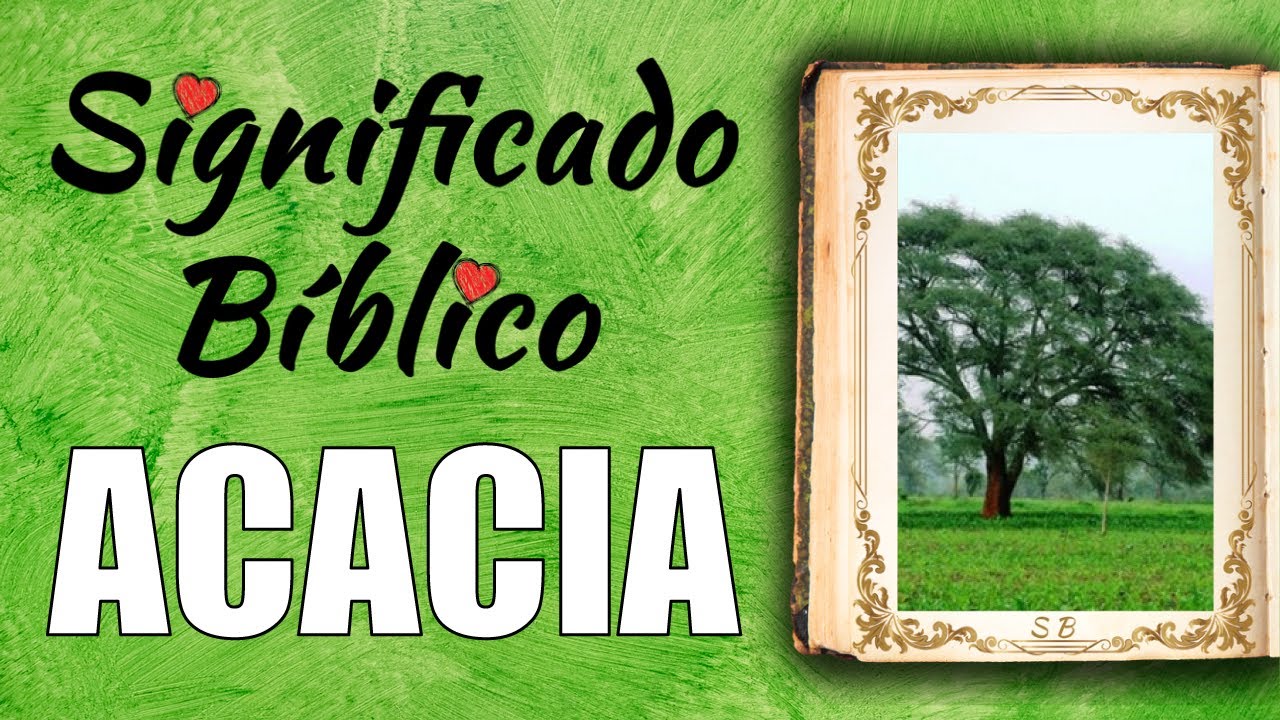 Acacia Significado B&iacute;blico | &iquest;Qu&eacute; Significa Acacia en la Biblia? 🙏