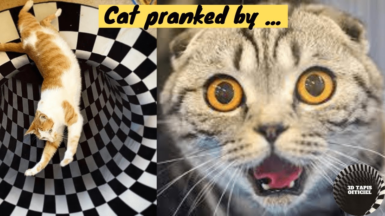 Cat pranked by the new vortex illusion rug 2021 😅 r&eacute;action de folie par ce chat 😱#catpranks #catday