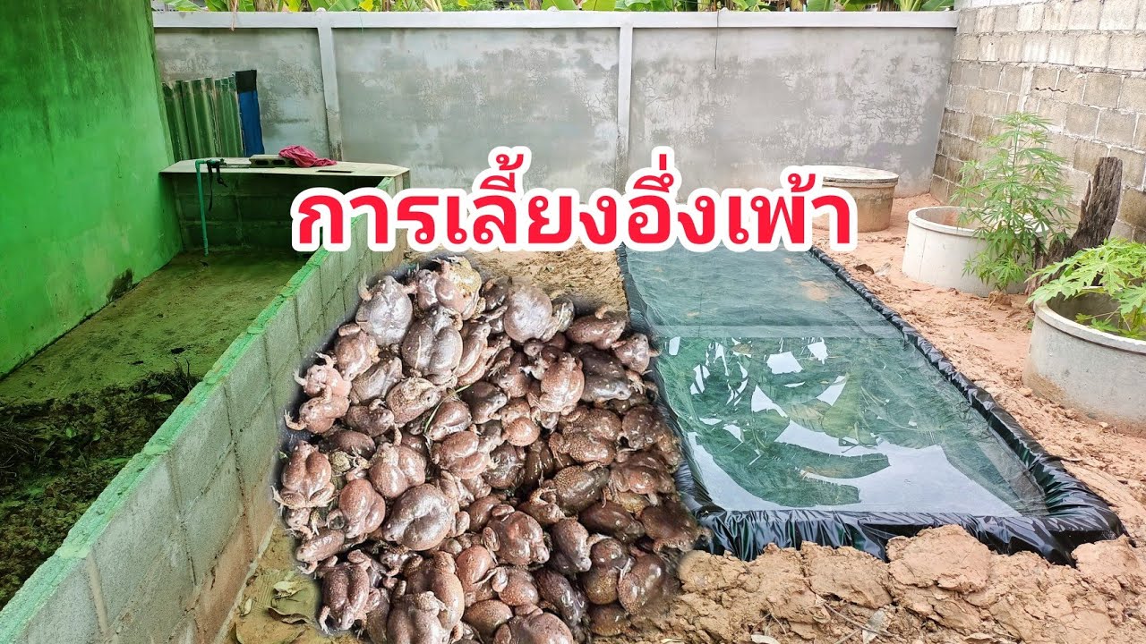 ขั้นตอนการเลี้ยงอึ่งเพ้า เริ่มตั้งแต่ทำบ่อเลี้ยงขยายพันธุ์