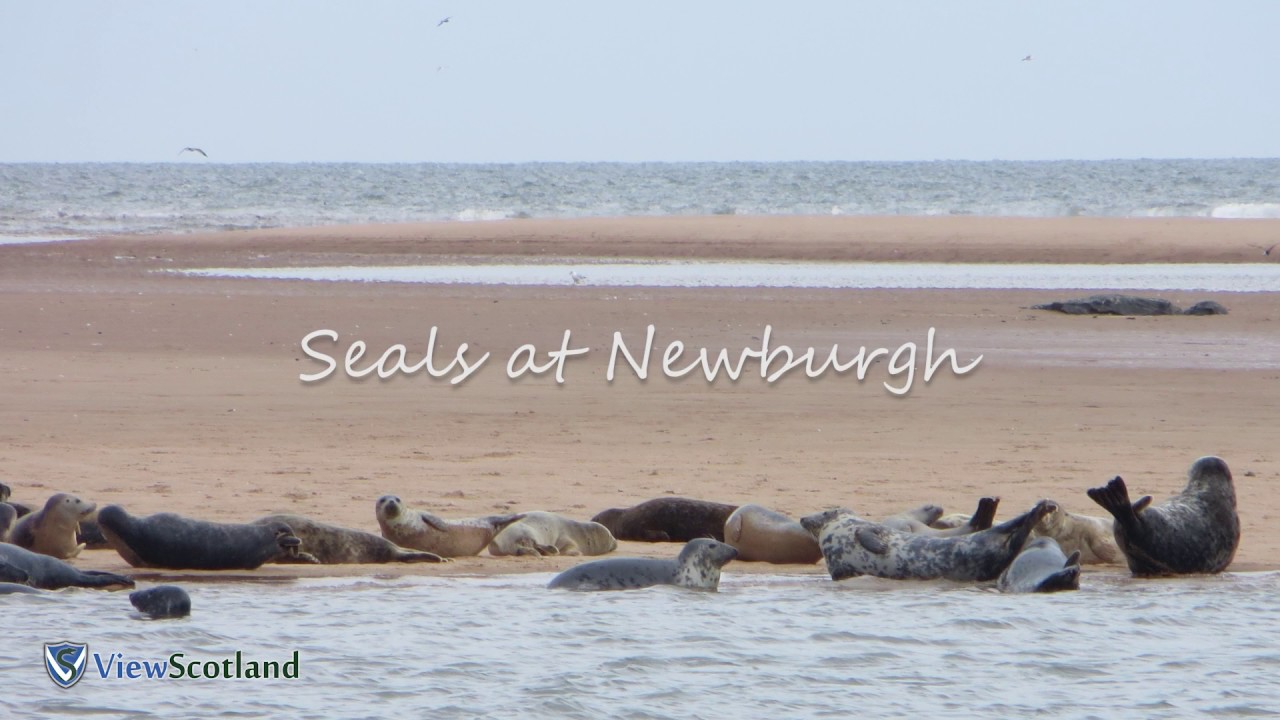 SEALS in Scotland 2017 - Newburgh - 1080HD