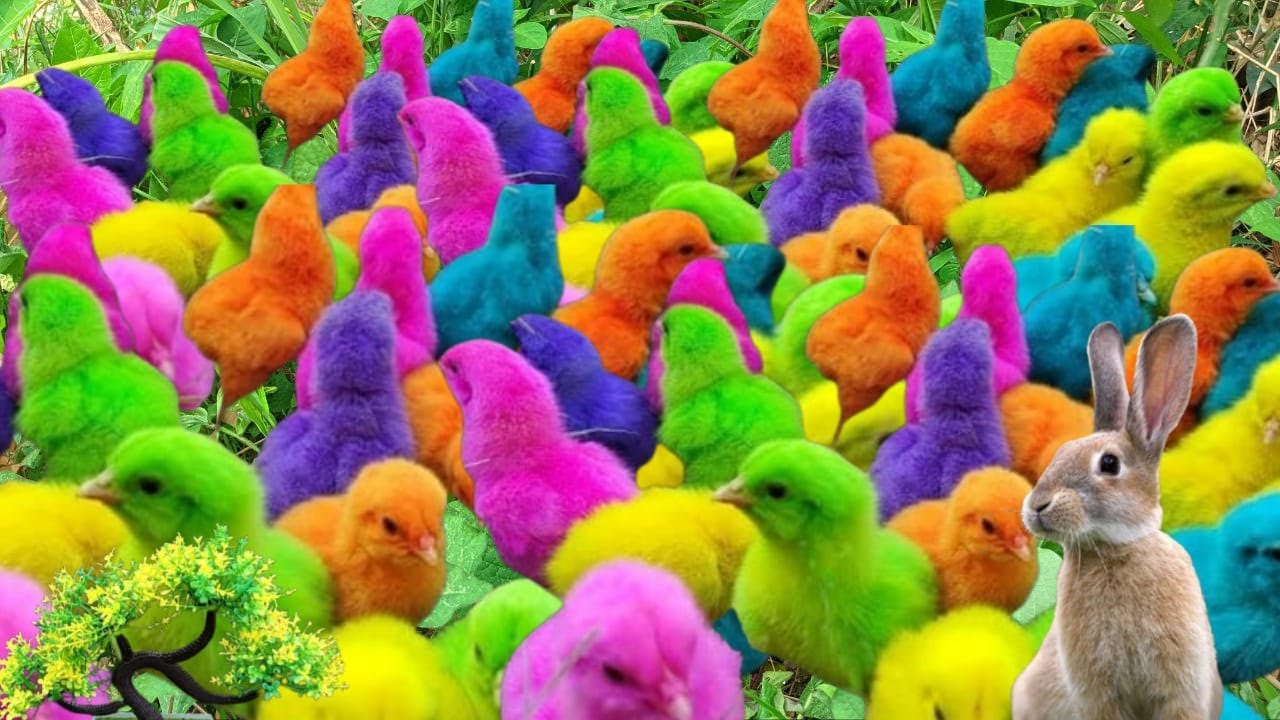 RAINBOW CHICKS & BUNNY FUN WITH COLOR BALLS || Baby Chicks in Rainbow Style!