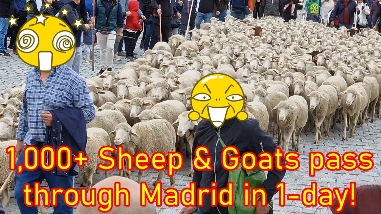 🇪🇸800 year old Madrid TRASHUMANCIA ANIMAL CUSTOM!🇪🇸⏰