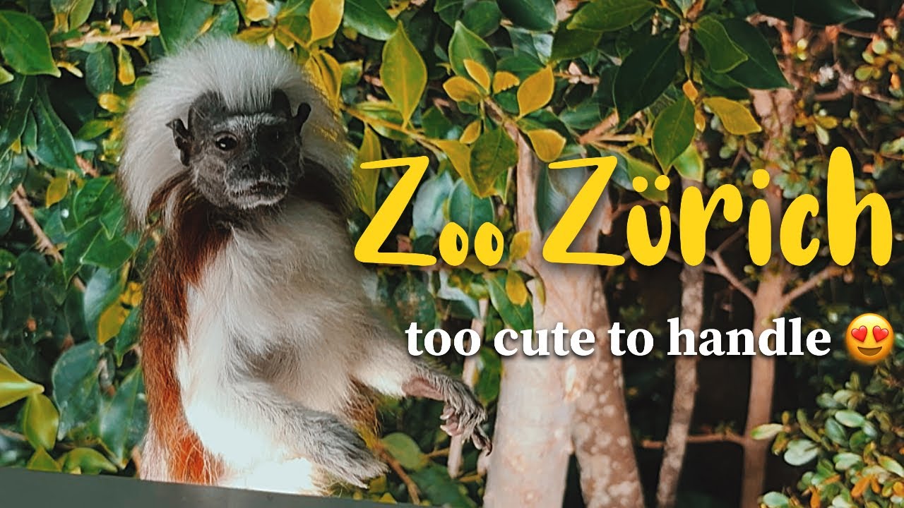 Zurich Zoo Walkthrough | Relaxing Zoo Experience - Life in Switzerland VLOG