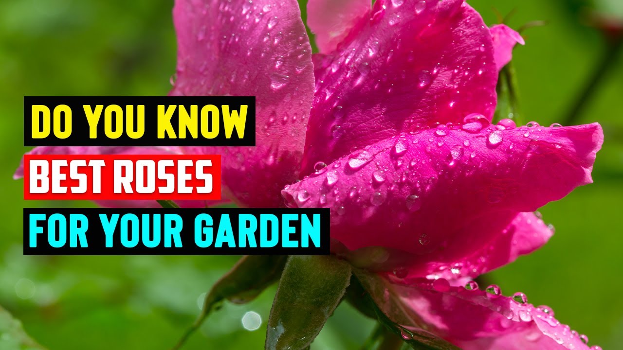 Do You Know Best Roses For You Garden|Best Roses