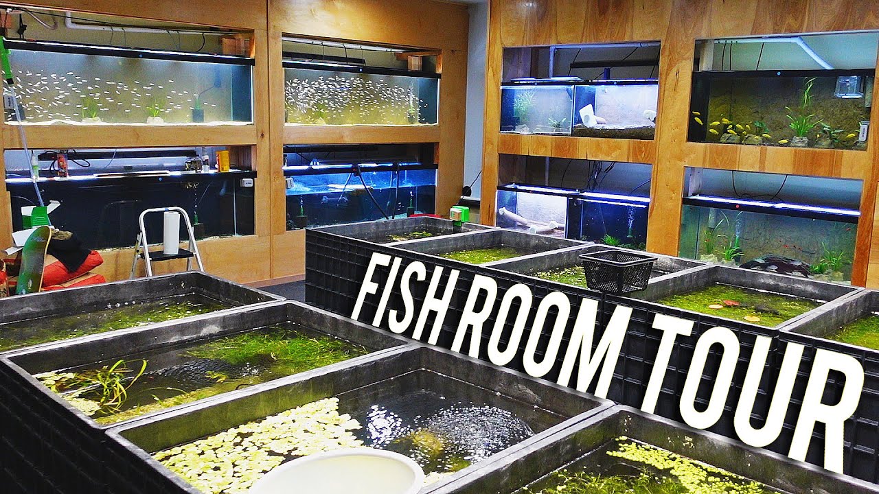 Every Single Fish - Fish Room Update Ep. 94