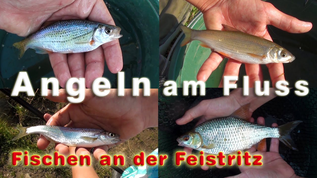 Angeln am Fluss | Fischen an der Feistritz - 4 Fischarten
