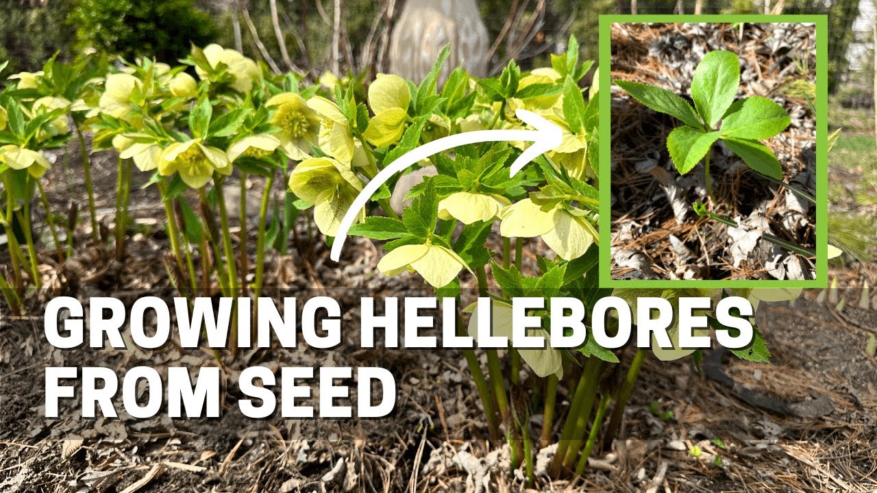 How I Grow Hellebores from Seed - Spring is the Perfect Time to Find Seedlings
