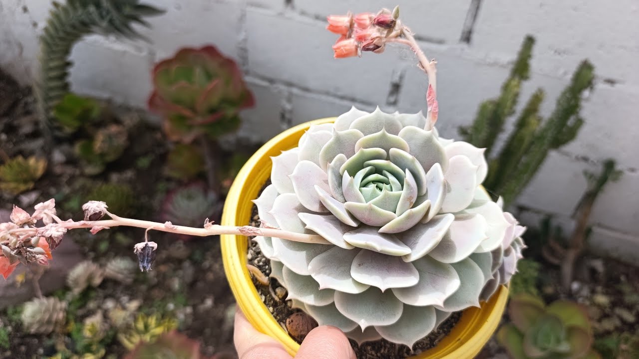 ECHEVERIA LOLA, ASÍ LA CUIDO 😍😻🤩