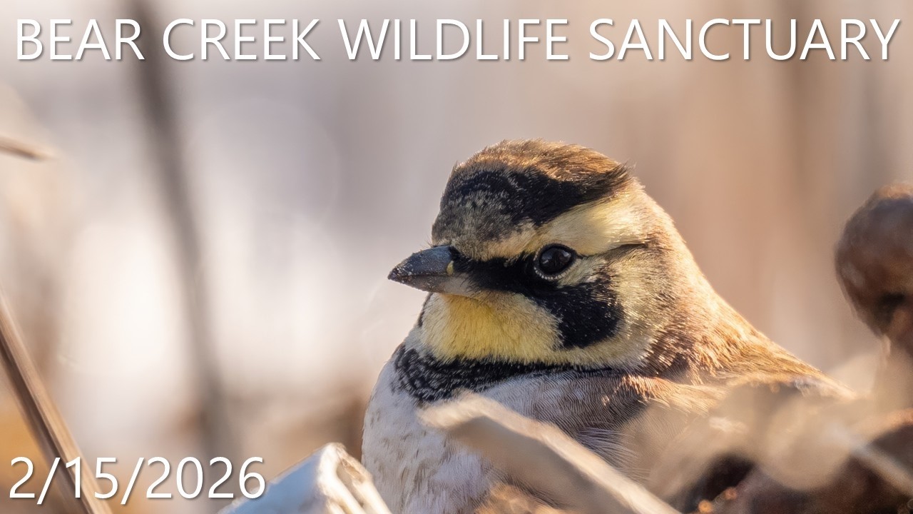 Bear Creek Wildlife Sanctuary - 2/15/2026