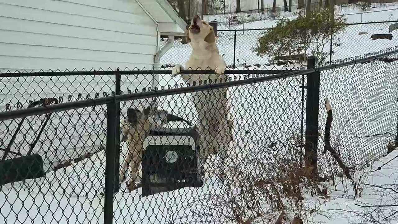 Bo Was Given His Brother To Much Love!!! ♥️💯♥️